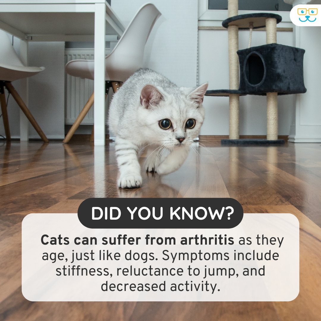 Arthritis is a chronic, painful condition in cats, often associated with aging. It affects up to 90% of cats over 12 years old, causing joint swelling, inflammation, and decreased mobility. Learn more about feline joint health! 🐱💪 #vieravet #ArthritisAwareness #CatHealth #P ...