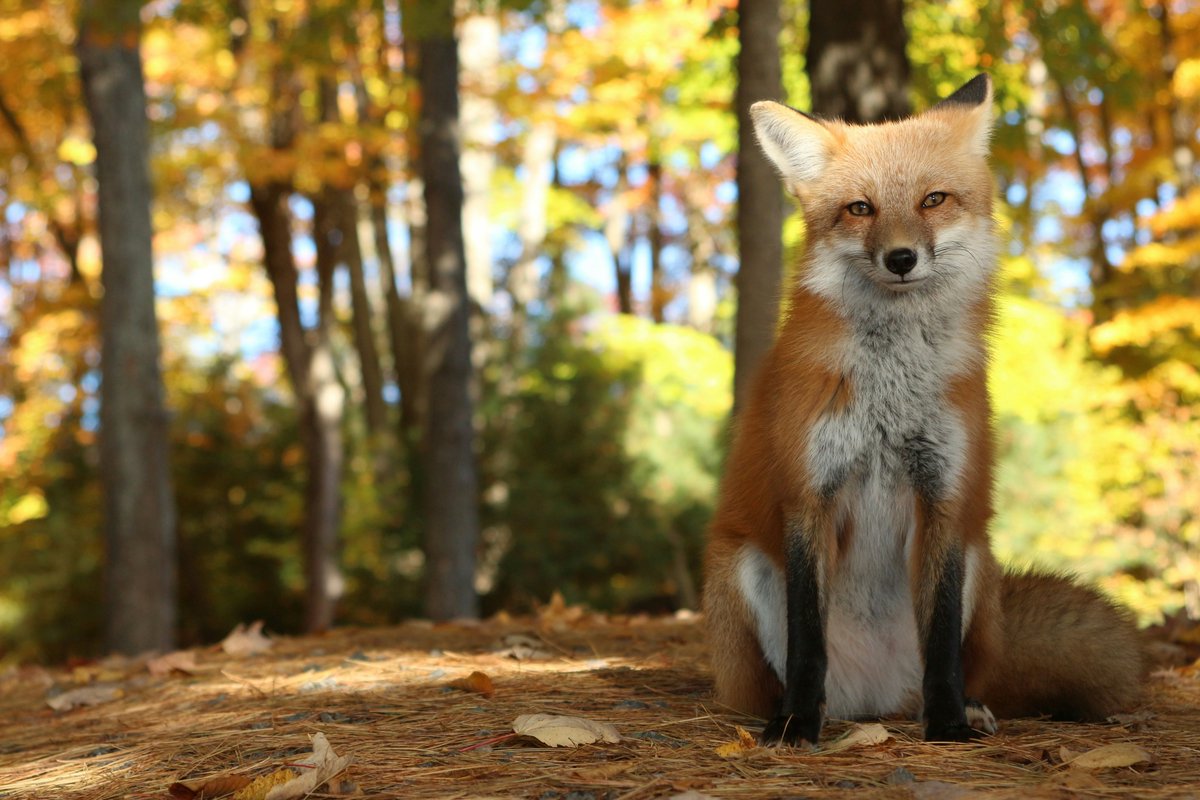 Look at this adorable fox! 🦊