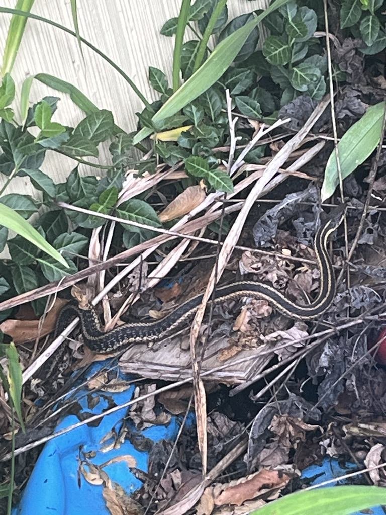 Cleaning up the yard and this guy surprised me. Great camouflage. Garter snake.
