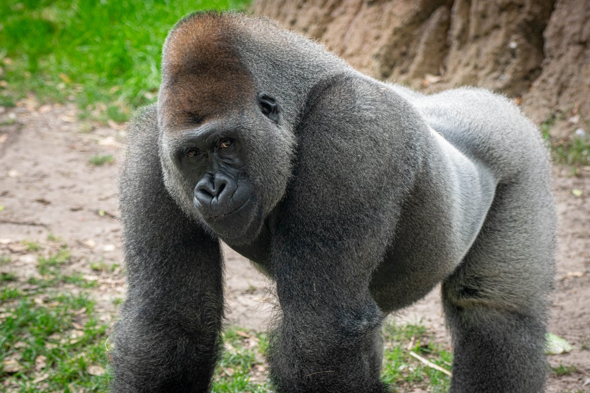 Tonight’s Flock event, Party for the Primates, has been postponed to Thursday, June 13 due to tonight’s severe weather forecast. For updated event details, please visit bit.ly/3wOlglE