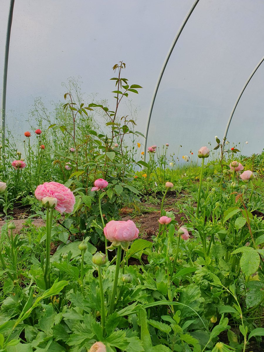 Ag cuidiú le cara liom atá ina feirmeoir bláthanna 💐
Is trua nach féidir liom an boladh iontach a roinnt libh! Cén post álainn é 🤩
#SaolTríGhaeilge #EverydayIrish #GaeilgeGachLá #IrishEveryDay #Taithí #Cuimhneacháin #Spreagadh #Dialann #IrishDiary #IrishDiaryDotIE