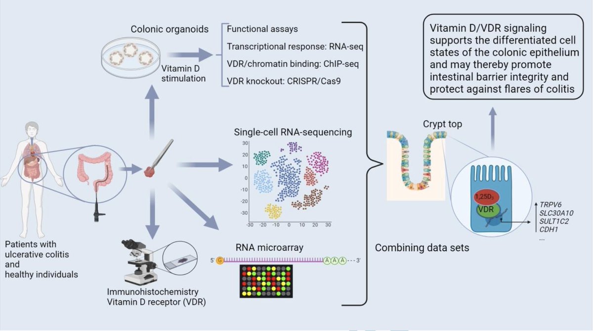 Influence of #vitamin #D receptor signaling and vitamin D on colonic epithelial cell fate decisions in #UC. Kellermann et al. academic.oup.com/ecco-jcc/advan…