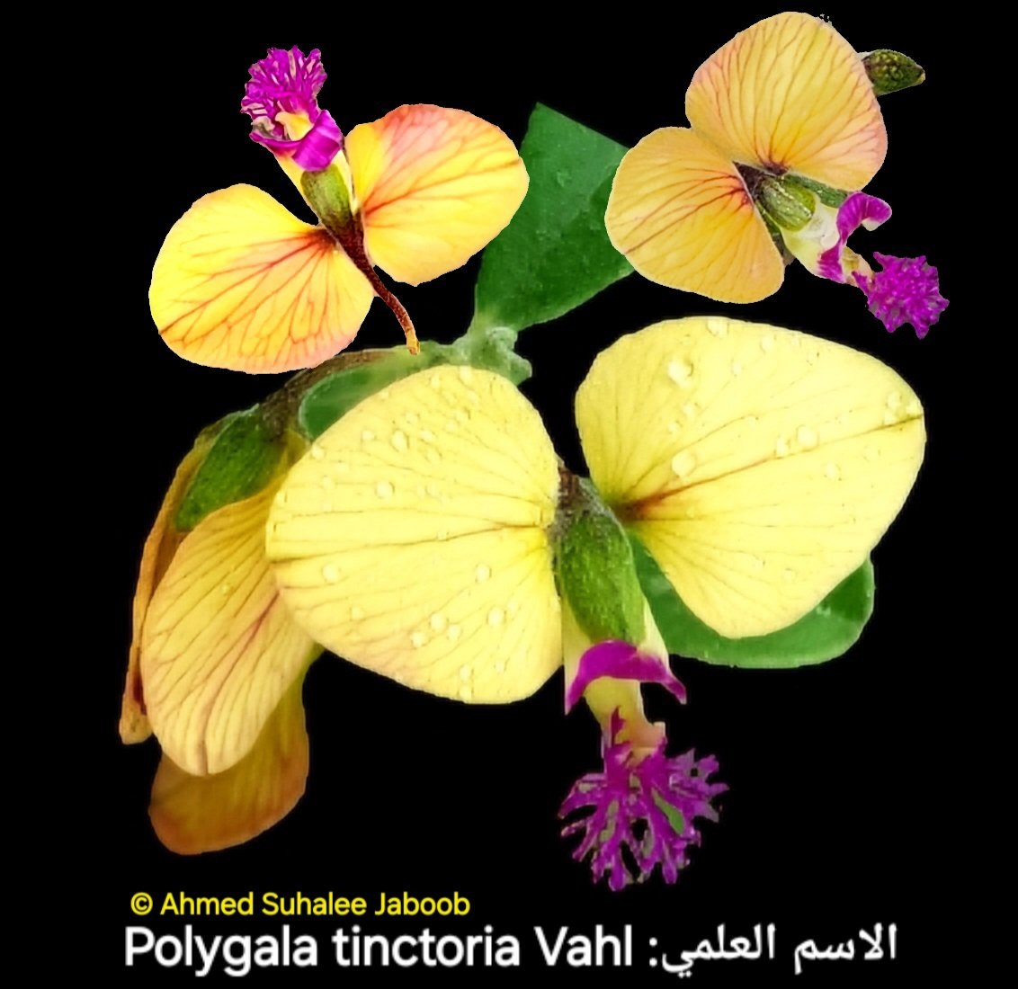 Polygala tinctoria Vahl :الاسم العلمي
من الفصيلة المغزرية Polygalaceae
الاسم المحلي: هروم آضرح
أسماء أخرى: في السعودية تسمى شجرة الحورة #فلورا_عمان