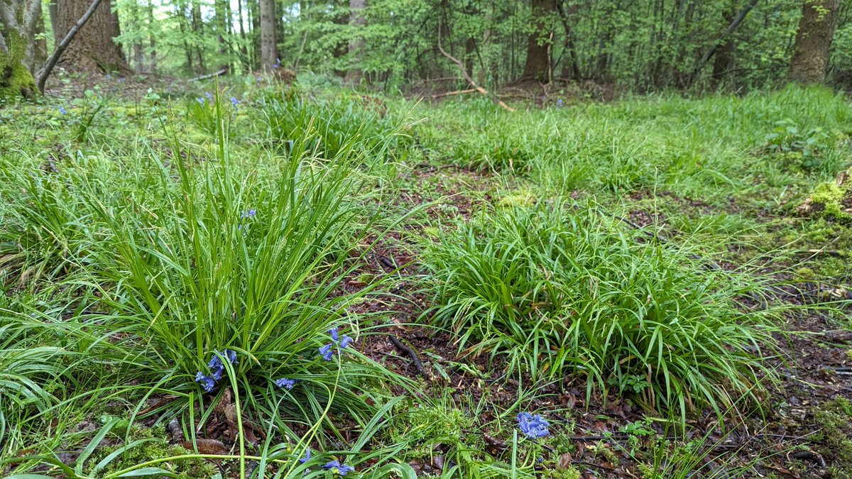 Tom Ward tweet media