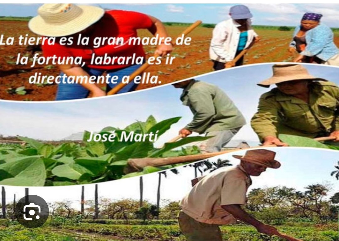 El futuro de la tierra está en las manos del campesino; cada semilla plantada es una esperanza que florece.' 'Cultivar la tierra no es solo un trabajo, es un acto de amor hacia la naturaleza y hacia nosotros mismos #DiadelCampesino #CubaÚnica #CampesinosAlaVanguardia