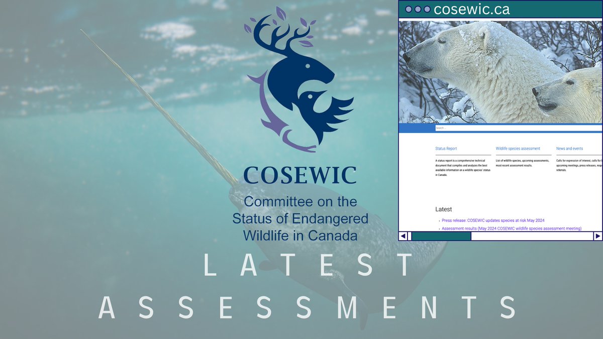 Jamie Snook, PhD (@jamieleesnook) on Twitter photo 🚨 The latest assessments from <a href="/cosewic/">COSEWIC_COSEPAC</a> regarding species at risk in Canada are now out. Check out the press release here: cosewic.ca/index.php/en/n…
#narwhal #salishsucker #KirtlandsWarbler #SpeciesAtRisk #Biodiversity 🚨 The latest assessments from <a href="/cosewic/">COSEWIC_COSEPAC</a> regarding species at risk in Canada are now out. Check out the press release here: cosewic.ca/index.php/en/n…
#narwhal #salishsucker #KirtlandsWarbler #SpeciesAtRisk #Biodiversity