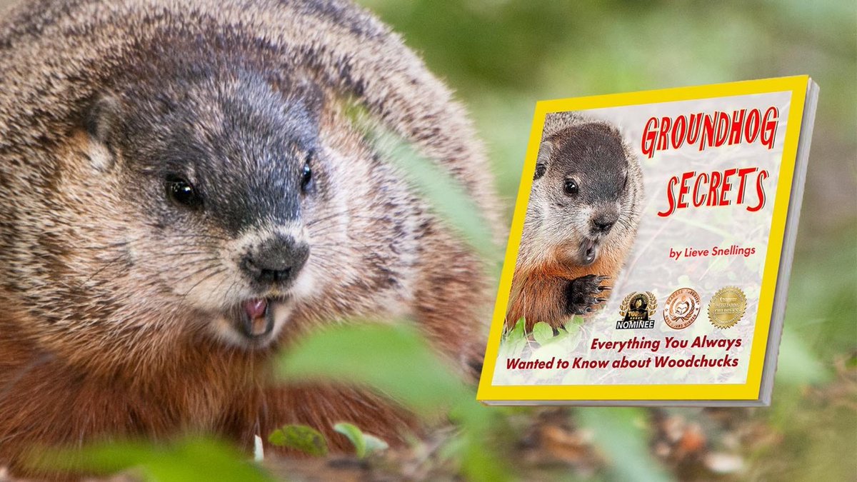 Seeking a joyful way for your kids to learn about groundhogs?  This photo-illustrated book is invaluable for curious kiddos. 
mybook.to/vPHAp 

#ChildrensReadingList #NatureLovers
#KidsBooks #MustRead #EarlyLearning
#WildlifeAdventure 
#ChildrensLiterature #NewRelease