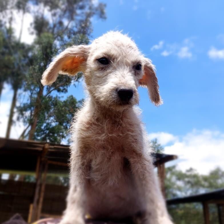 Estos cachorritos tienen semanas esperando adopción, nadie ha preguntado por ellos, seguramente porque no tienen raza. Quito por fa RT