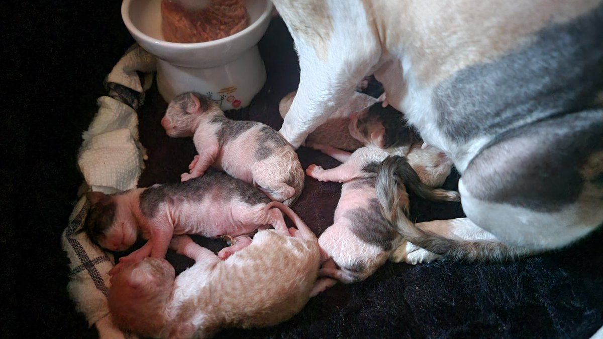 The kittens are doing really well! Everyone weighed in at over 100 grams by this morning!