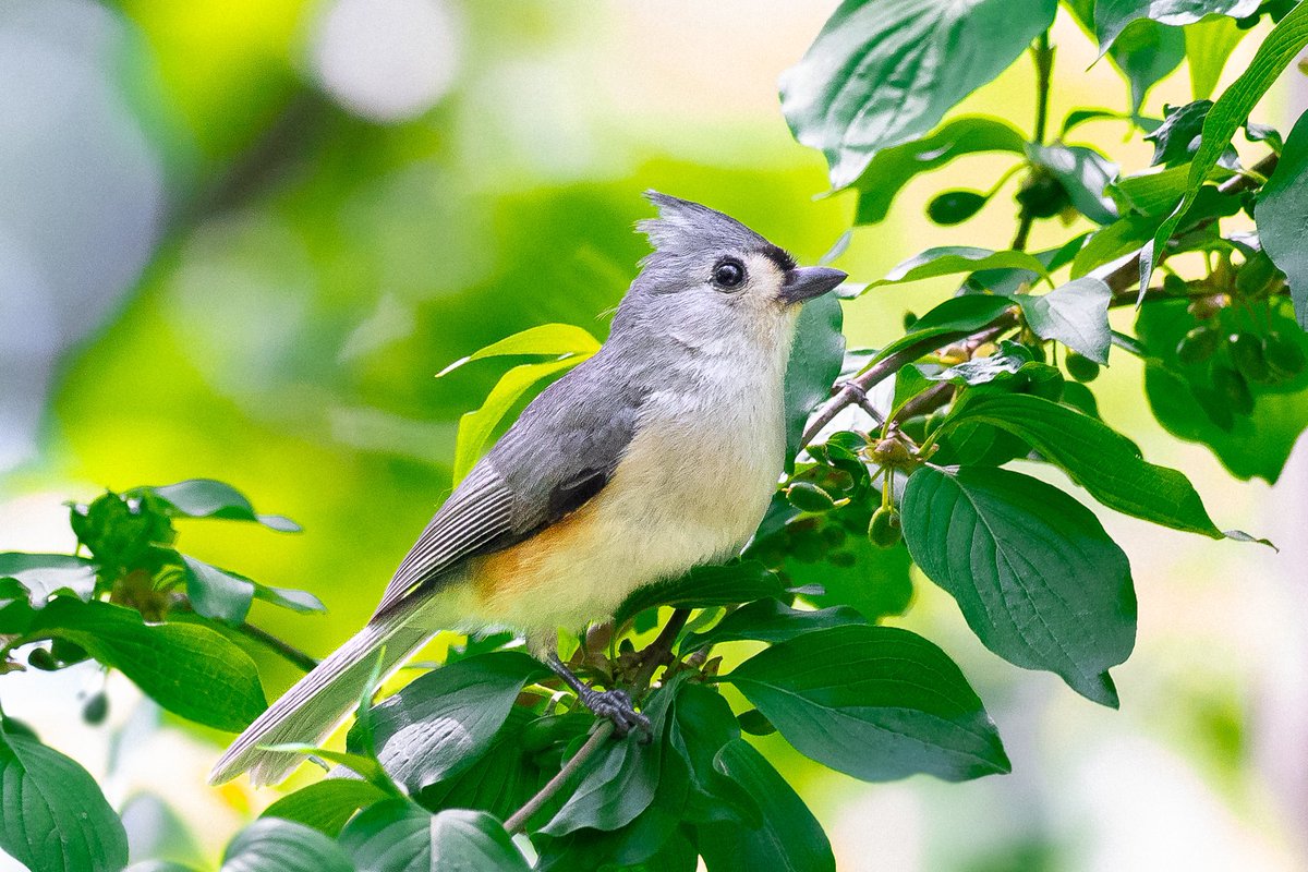 A tufted titmouse in Central Park the other day. Nice find by David Barrett. These cuties were sadly scarce here this past winter. (New York) #birds #birding #nature #wildlife #birdcpp