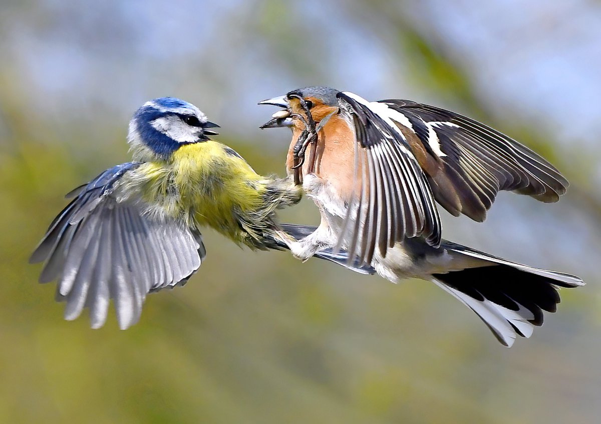 As it's Friday, I'm asking all my followers to please retweet this post if you see it, to help my bird account be seen!🙏 To make it worth sharing, here's a Blue Tit and Chaffinch locked in a mid-air battle! 😯😁🐦 (Don't worry, both birds were fine🥰) Thank you very much! 😊♥️