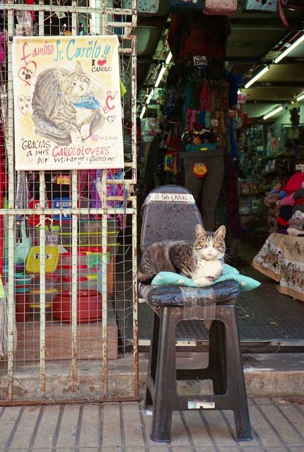 Bodegacats_'s tweet image. 