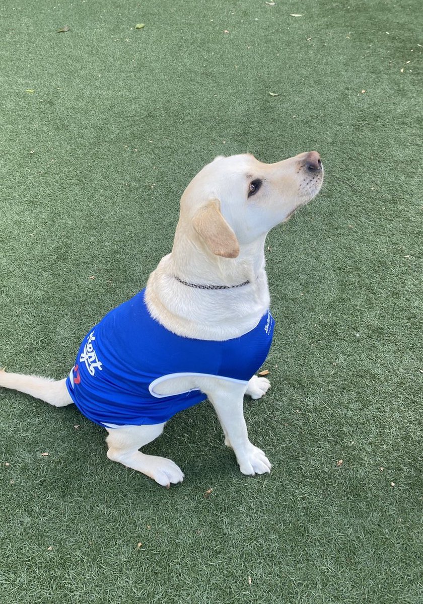 大谷君と同じ色なのだ　デヘヘ

#LabradorRetriever #Frank #ラブラドールレトリバー #ラブラドール中毒 #ドジャースブルー