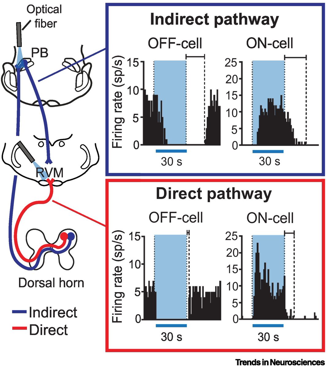 'The ‘in’s and out’s’ of descending pain modulation from the rostral ventromedial medulla' Review article by Caitlynn De Preter & Mary Heinricher cell.com/trends/neurosc…