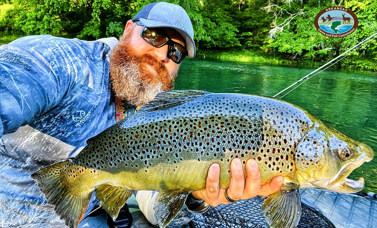 🎣 Arkansas Wildlife Weekly Fishing Report May 16, 2024 No, you’re not seeing double from last week’s Fishing Report: Mitch Holland went back to the Little Red River, near the same spot he was and at the same time of day when he caught a massive brown... bit.ly/44J7E7O