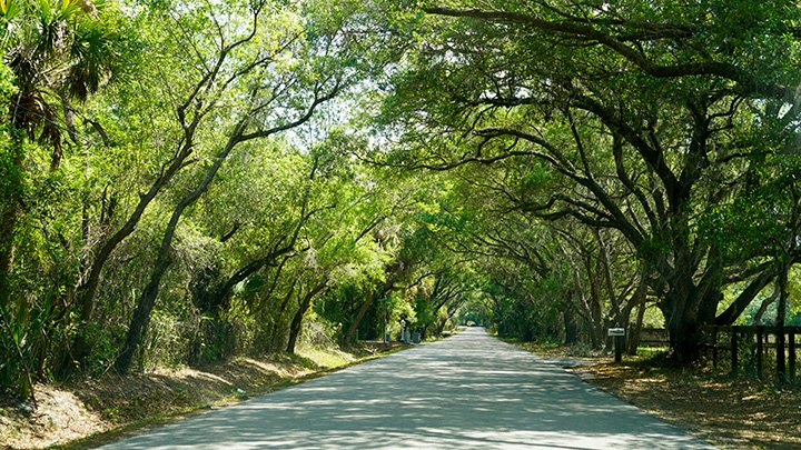 @hpphotograf Florida canopied road - shaded by oak trees.
#travelphotography #roadahead #hdHasselbarth