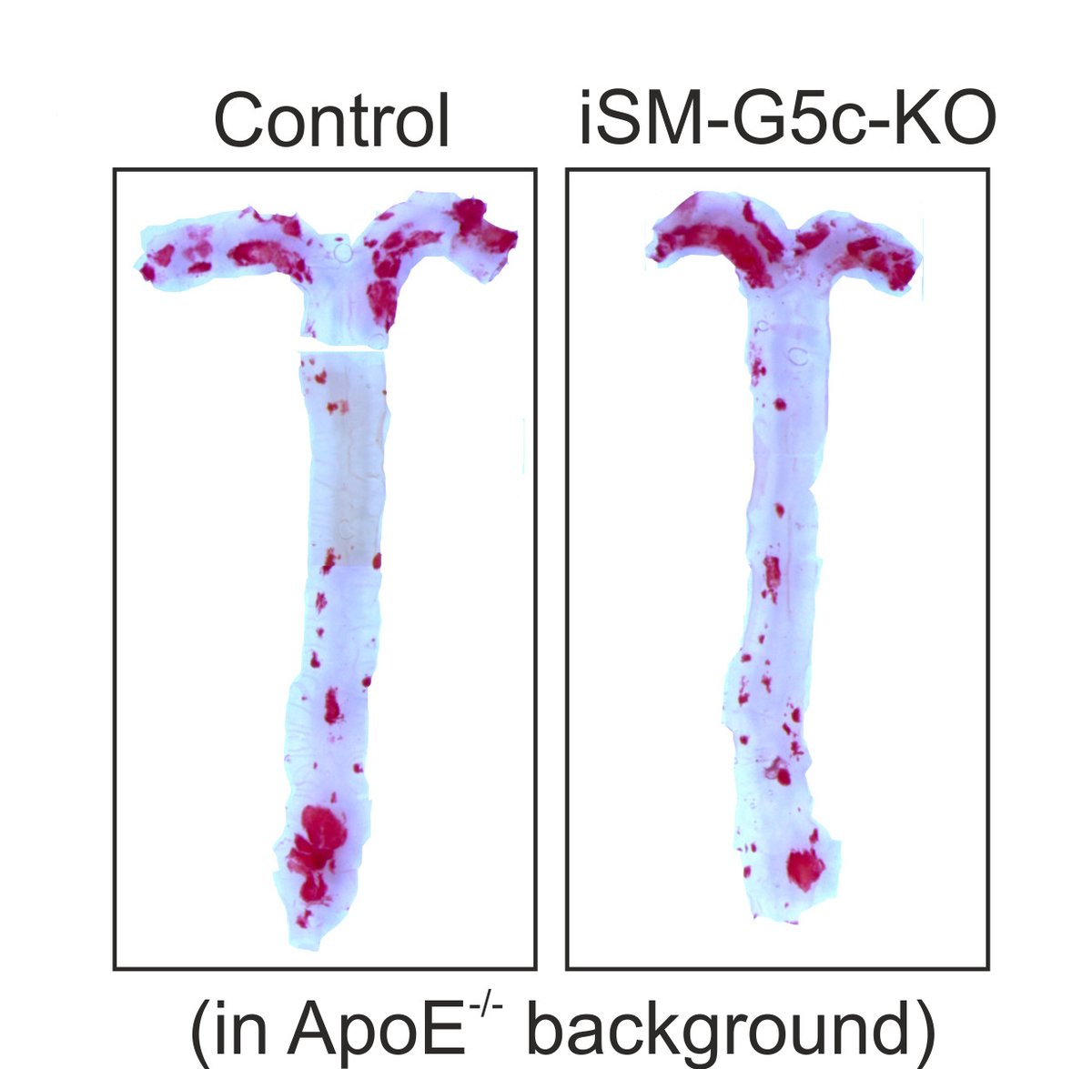 Wang & colleagues found that the orphan G-protein coupled receptor (GPCR) #GPCRC5C regulates #AngII dependent #vascular #contraction. Learn more at ahajrnls.org/4dGDlTv @Wang_T_P @shamitkr