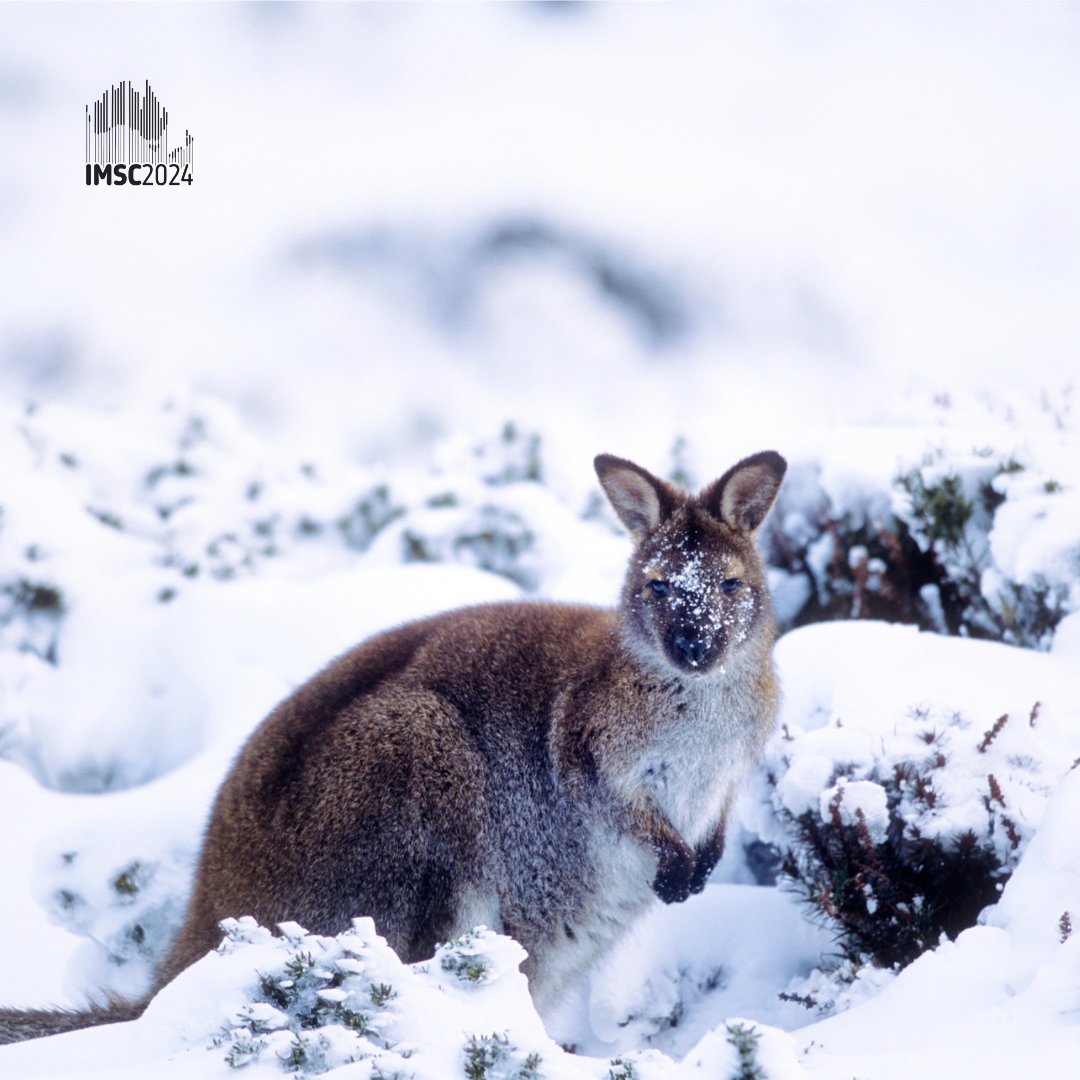 Explore the wildlife of the Australian Alps while en route to #IMSC2024 . Discover renowned snow destinations like Thredbo and Perisher for an unforgettable winter adventure. Whether it's carving through powder or admiring breathtaking alpine vistas!