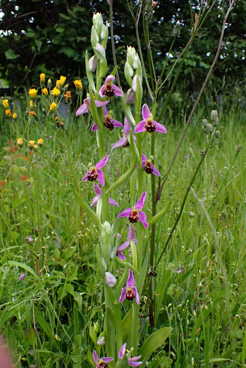 Three brownish Sepaloid Bee Orchids, Ophrys apifera var. fiburgensis, amongst a new to me colony of 72 flowering  spikes this eve. Exeter Airport long-stay car park 😂 @ukorchids