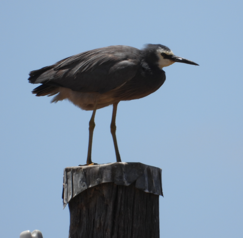 White faced Heron on top of an old power pole surveying the area #birds