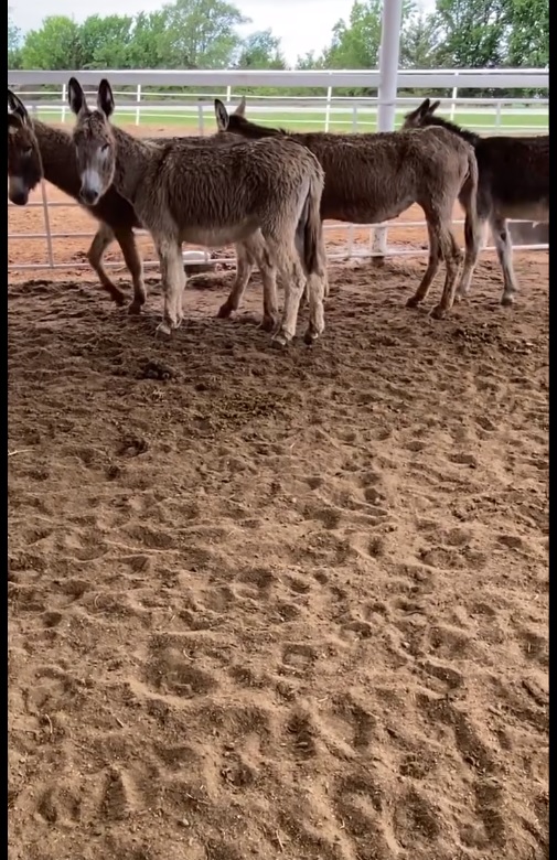 The past weeks we were asked to save several donor paid for horses that a Rescue sold to auctions & kill pens Now there are 4 more BETRAYED AGAIN Donkeys tagged to ship 5-20 @ Stroud kill pen. Due to the Immediate need of a new well we can not save anymore #wildhorses or #Burros