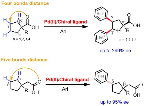 Since Enantioselective beta C-H activation in 2016, we have chased gamma and delta relentlessly, finally: science.org/doi/epdf/10.11…
