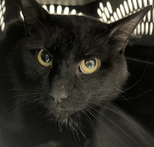 🆘🆘 BREEZY, 2 YO, MALE – IN BROOKLYN ACC 🆘🆘 - came into the shelter as an aco - owner surrender on 3/7/2024, with the surrender reason stated as not a fit - too many animals already. 😿 😿 😿 😿 BREEZY is an adult cat that may not have had many interactions with humans from