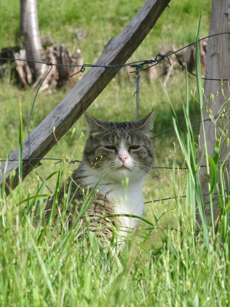 Our neighbor Achoo. When she isn't finding ways to infiltrate our apartment and eat Jasper's food, she takes to the high ground to look down at the rest of us in disdain. #CatsOfTwitter, #CatsOfX, #Divas