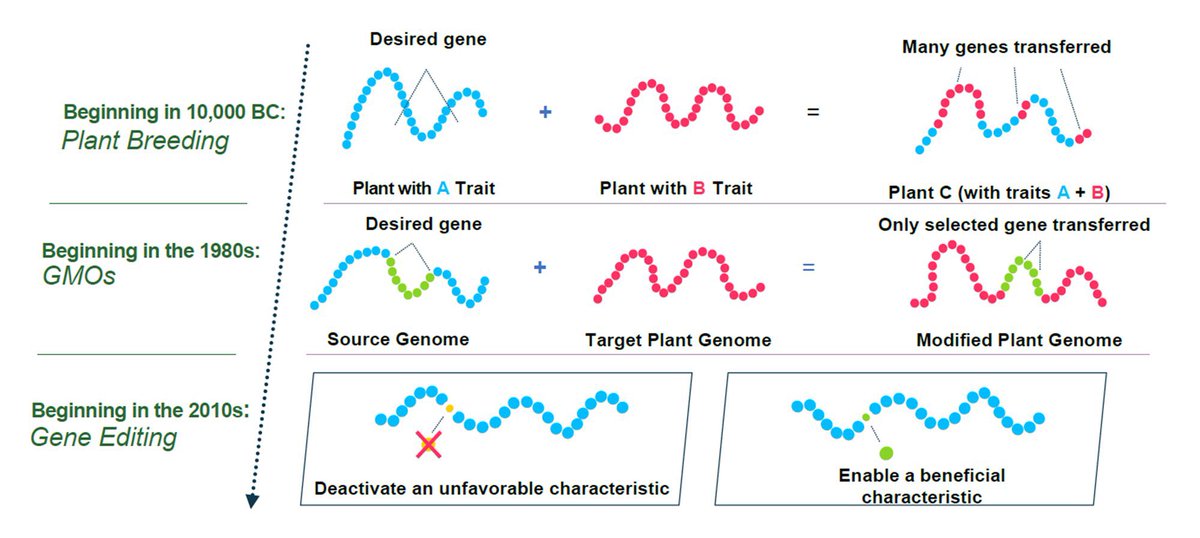 Almost everything you eat has been modified genetically by humans. We have only recently discovered how to do this a little faster. Through techniques like:- → Selective plant breeding. → Genetic engineering → Gene editing.
