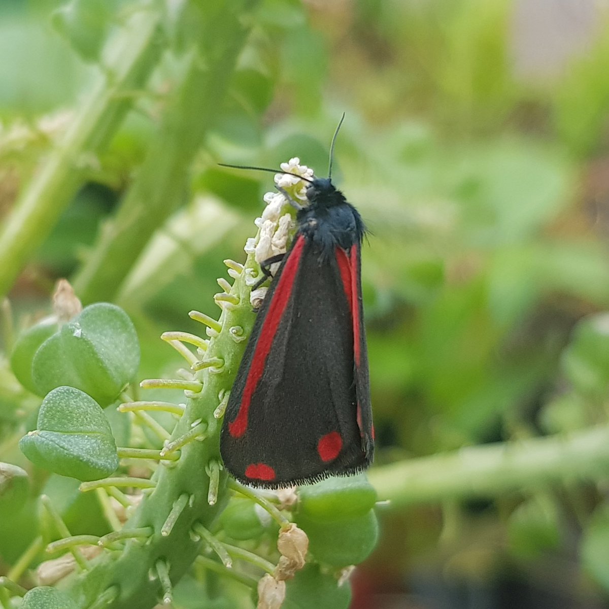 Lovely to see this beautiful Cinnabar moth (Tyria jacobaeae) enjoying the new garden.
- Stoke-on-Trent 

@BC_WestMids #cinnabarmoth #mothsmatter