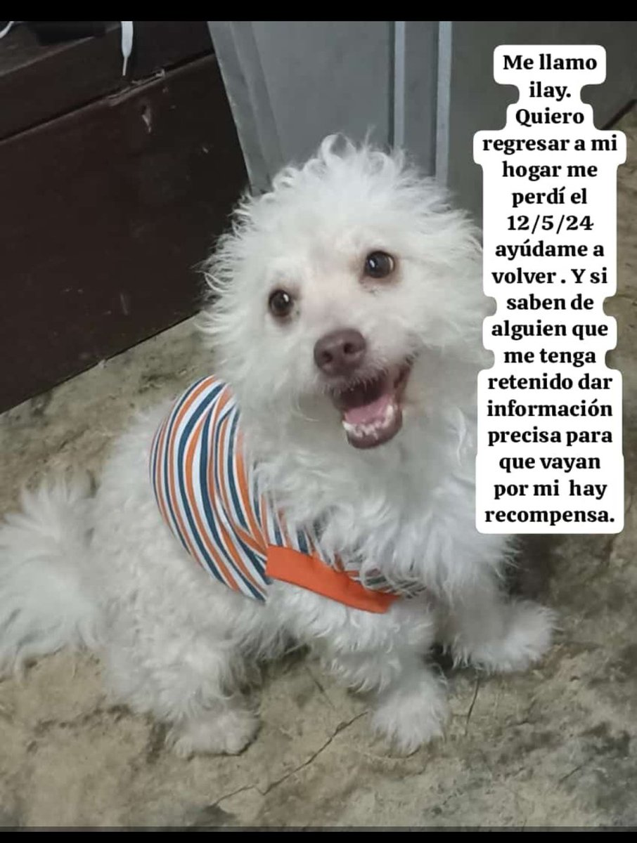 <a href="/EnyelCh/">Enyel Choles Scholes</a> Por favor ayudennos a difundir, perrito perdido en Valledupar. Cualquier información que den es importante.