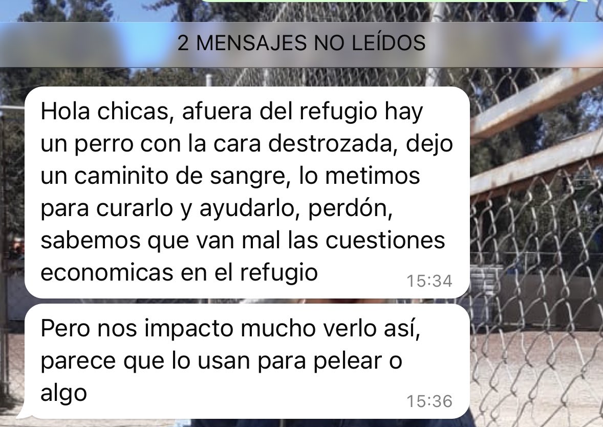 Amigos 😔 No sabemos si llegó solo o lo vinieron a dejar al refugio, pero los muchachos lo encontraron lleno de sangre en la cara y lo metieron para ayudarlo, necesita suturas y llevarlo urgente al médico 🥹 se ve deforme su carita!! De antemano una disculpa enorme por qué