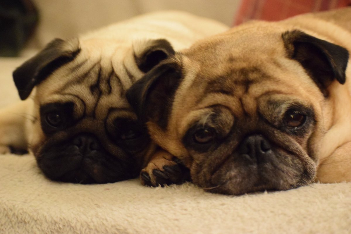 rob_northern's tweet photo. #PugFaces https://t.co/cylP3f1q9U