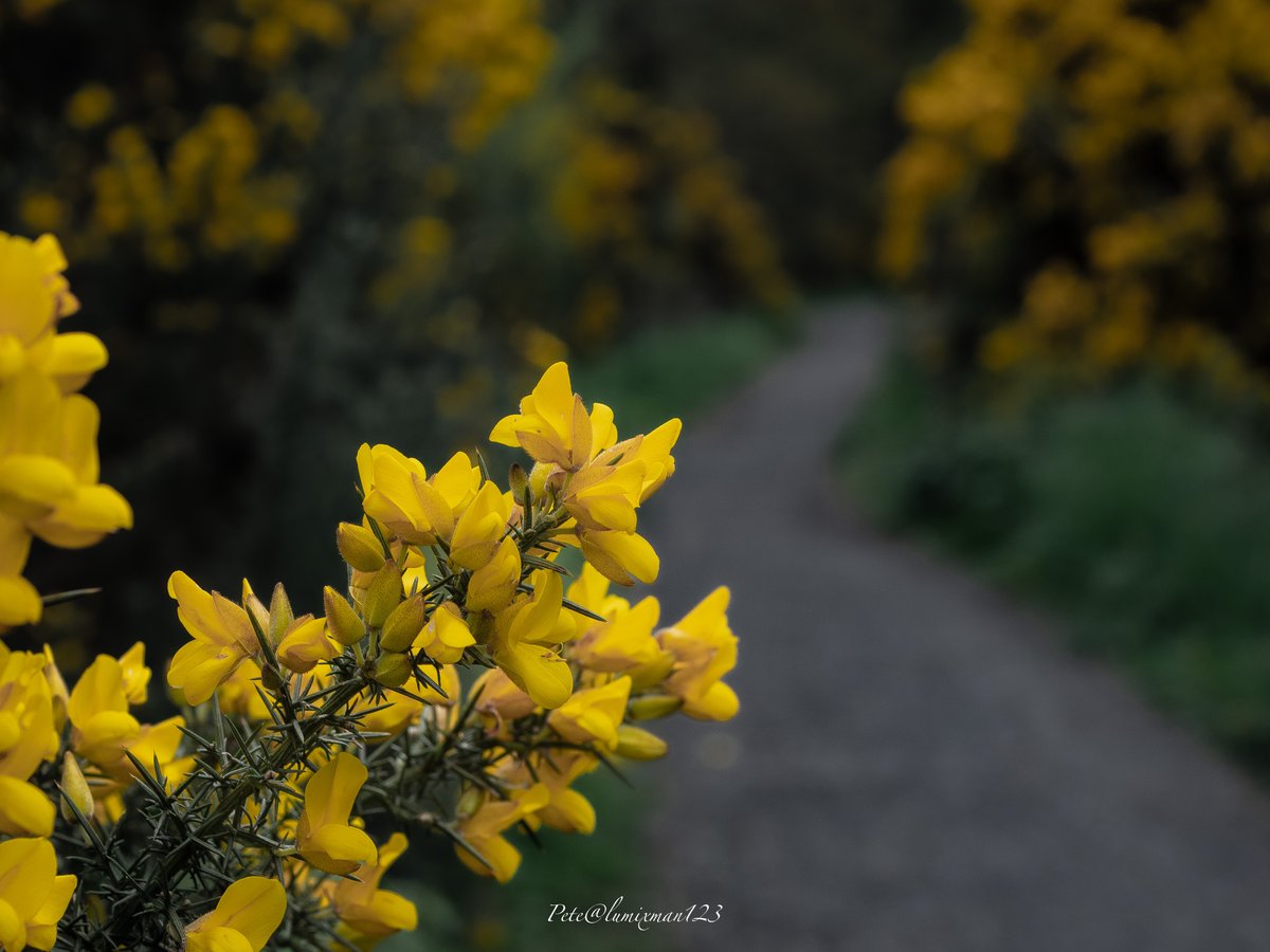 Absolutely everywhere at this time of the year and smelling like coconut #Gorse