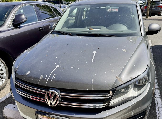 What the hell did this bird eat?? https://t.co/TDIfQG6PQL