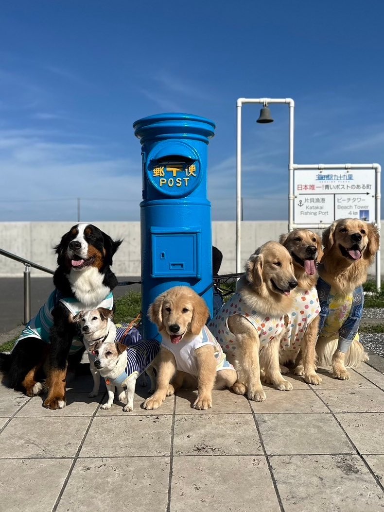 honda_kaori's tweet image. ももたのドッグランデビュー
#goldenretriever #goldenretrieverlife #ゴールデンレトリバー #ゴールデンレトリバー子犬