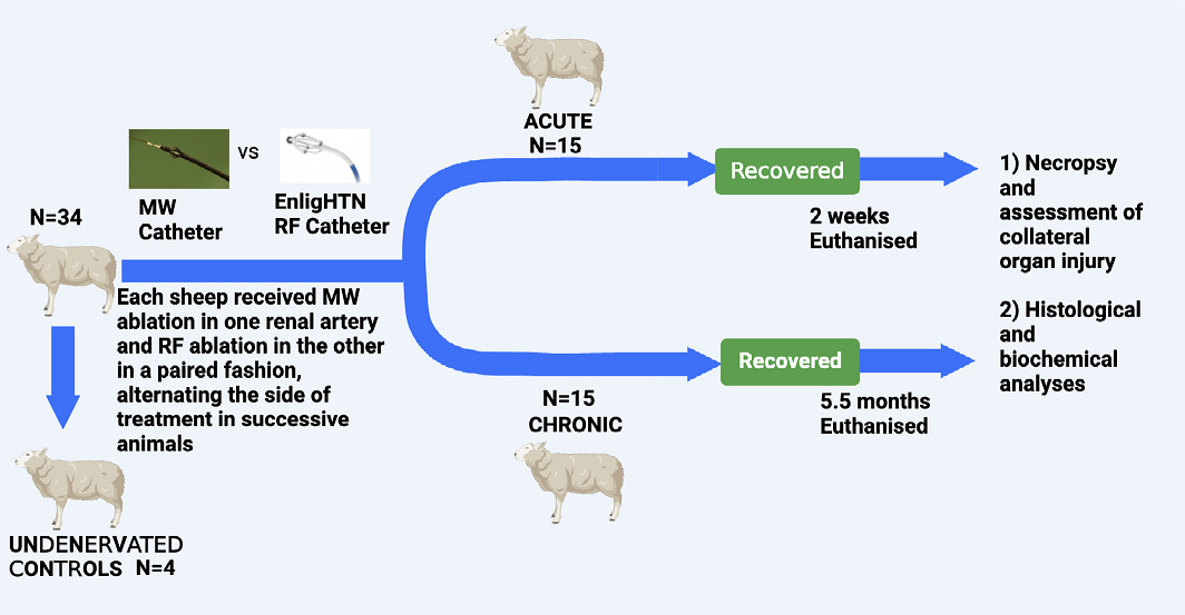 Long-term safety and efficacy of the novel microwave technology in a chronic sheep model compared to radiofrequency renal denervation. #AHAJournals @PierreChengQian @PoonsBalaji @WARC_USYD ahajrnls.org/3UNrhar