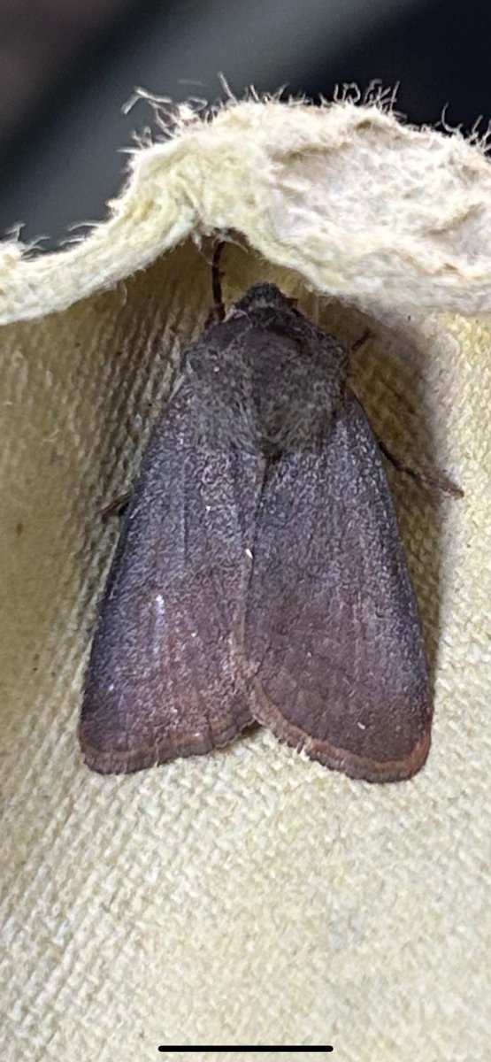 Matt Busuttil (@buffmypylon) on Twitter photo Presumably this is a very dark Treble Lines. There were 2 in the trap of this form on 14/5 <a href="/griffiths_lyn/">Lyn Griffiths</a> <a href="/MOTHIDUK/">UK Moth Identification</a> Presumably this is a very dark Treble Lines. There were 2 in the trap of this form on 14/5 <a href="/griffiths_lyn/">Lyn Griffiths</a> <a href="/MOTHIDUK/">UK Moth Identification</a>