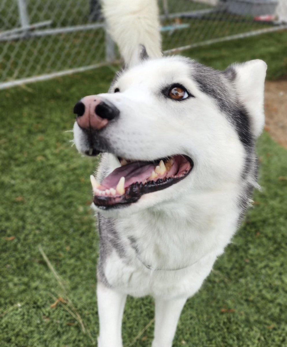 EOD TOMORROW 5/17 BEAUTIFUL HUSKY ELLA NEEDS OUT PER MANAGEMENT🆘🆘Fwd: 72 HOUR NOTICE ELLA A5616846 4yr Spayed wht/gray Siberian husky 49 lbs @ DOWNEY ACC mailto:DACCDowneyRescue@animalcare.lacounty.gov @TomJumboGrumbo