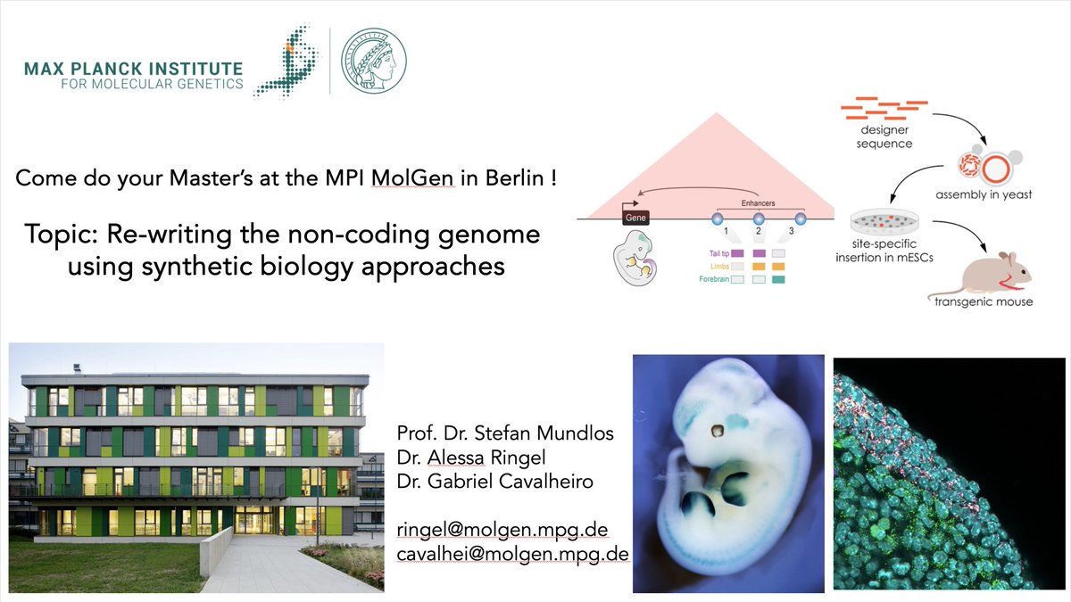 We're looking for a masters student to join the @MundlosLab in Berlin ! 🔥
Learn how to apply new synthetic biology tools to re-design the mammalian non-coding genome and study how enhancers regulate transcription in embryos. 💚