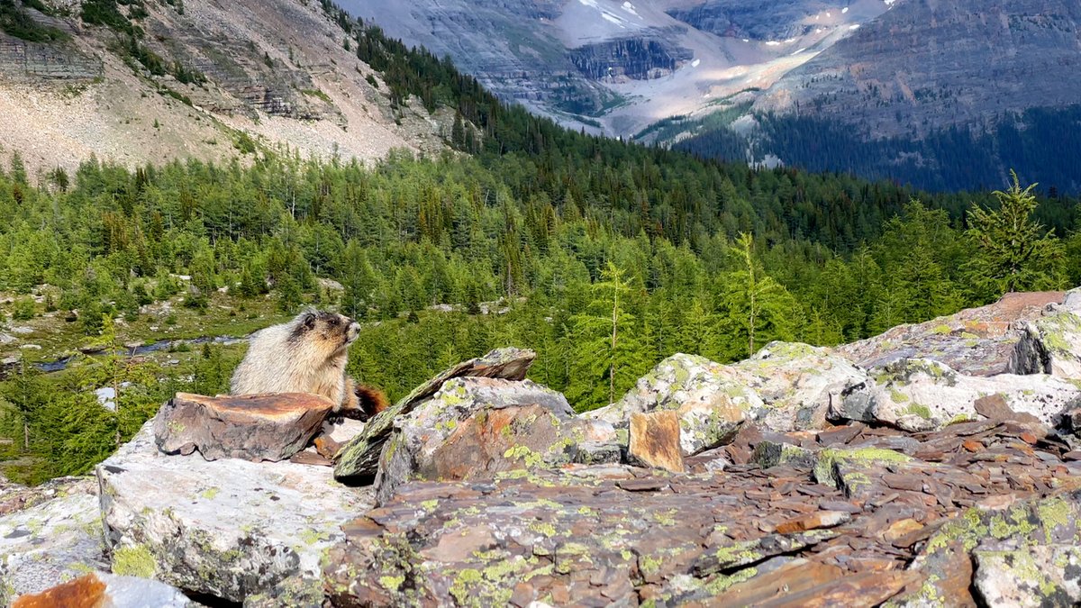 🌲✨ Just released our video from an exhilarating hike to the Cathedral Mountain Basins in Yoho National Park, and let me tell you, the experience was nothing short of magical! youtu.be/LrZUvZw8sJ8