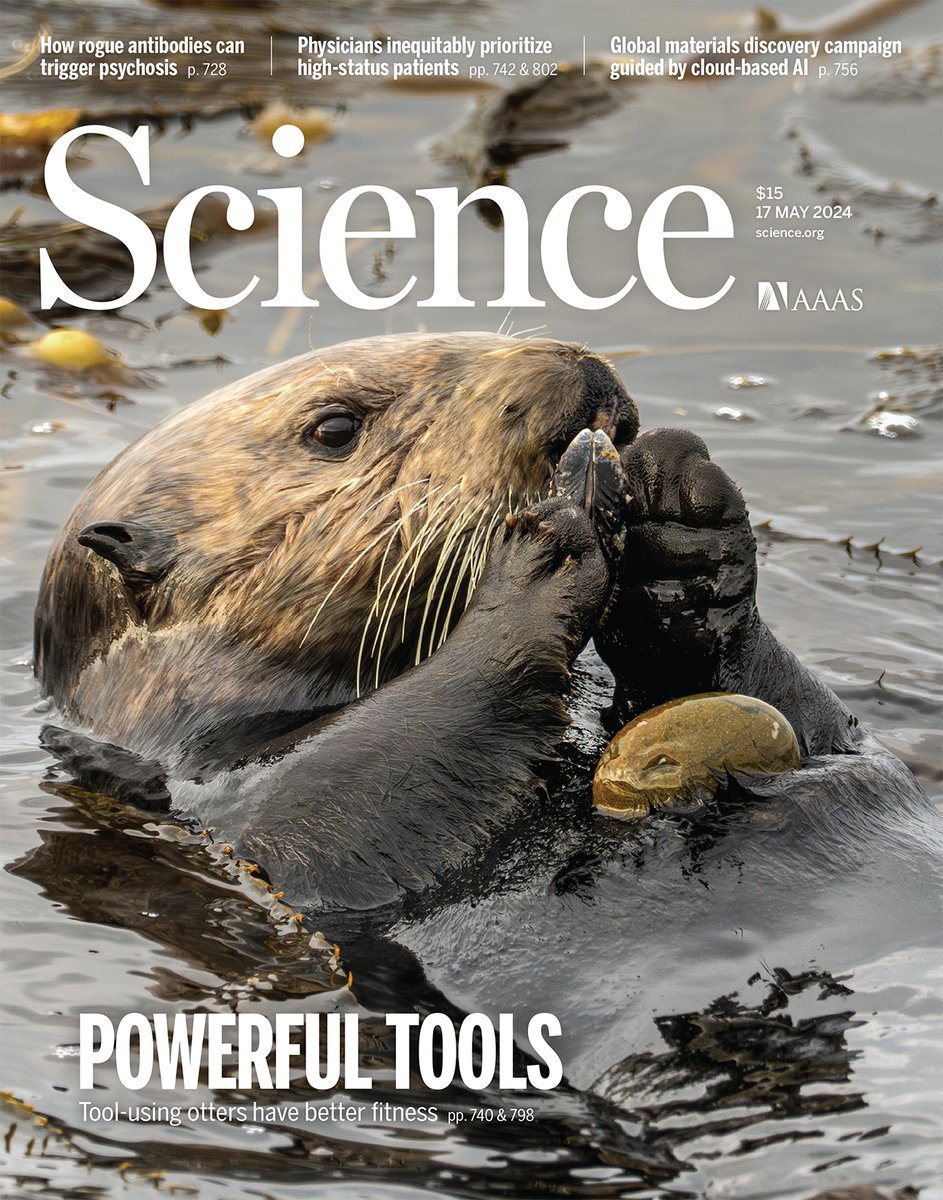 Using tools—like shells and rocks—to open their often thick-shelled mollusk prey increases foraging success in sea otters and protects their teeth from damage by allowing them to eat prey that would otherwise be difficult to obtain.

This week in Science: scim.ag/6YT
