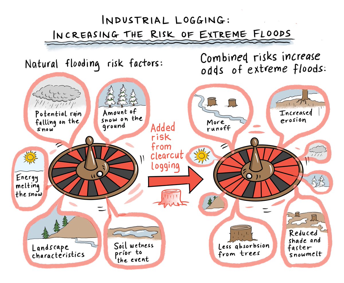 Natural flooding risk factors are elevated by clearcut logging. We can't control if there's snow on the ground in spring, but we can control where, when and how much forest cover is removed from each watershed by logging and need to do better: ow.ly/m2FN50RIMpR @NRDC