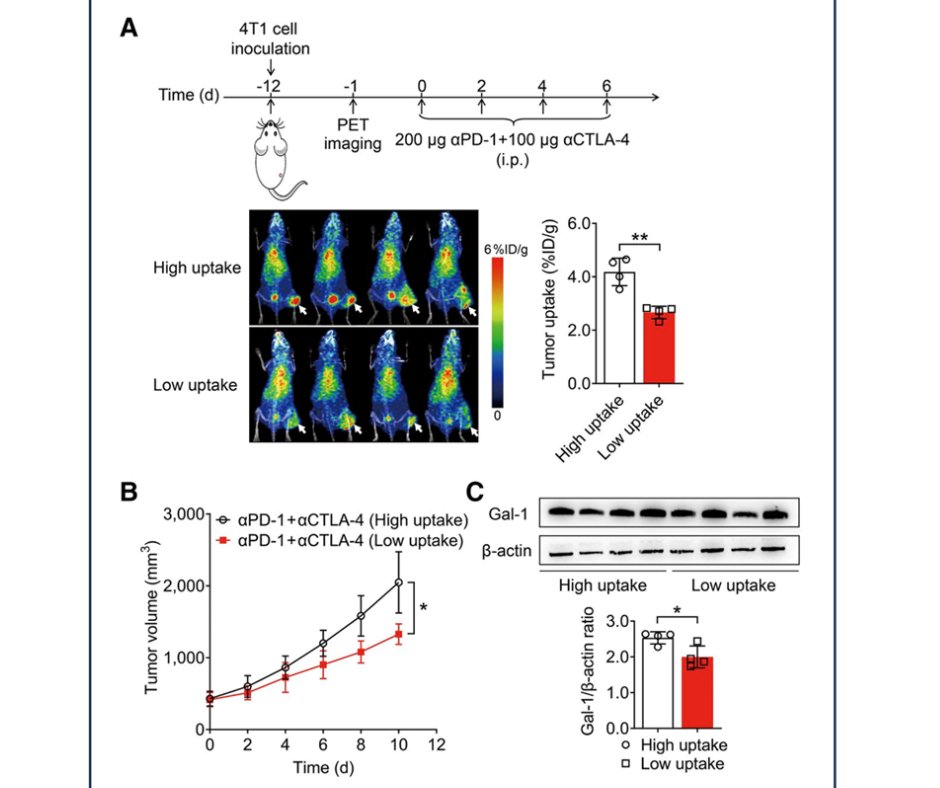 PET Biomarker Predicts Success of Immune Checkpoint Blockade Therapy Learn more ➡️ bit.ly/3UZTtIu #RadOnc #RadOncNews #PET #NucMed