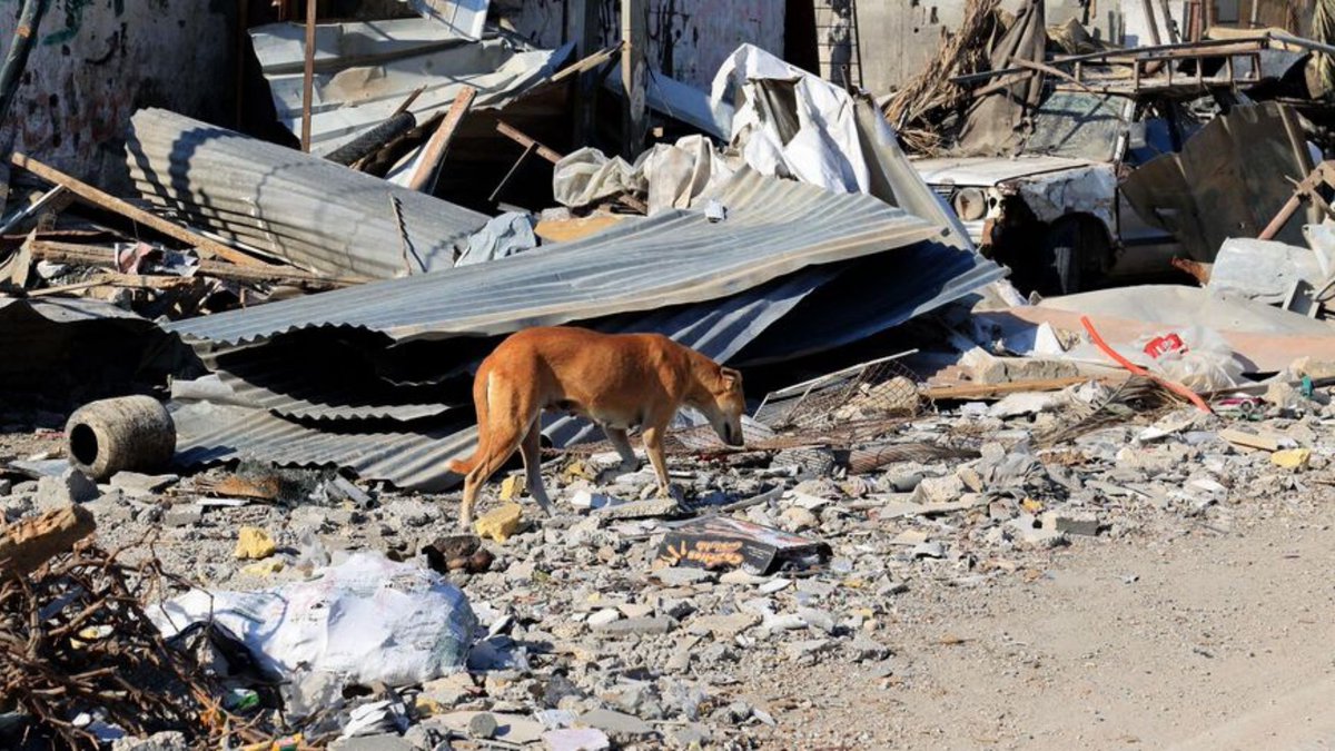 Network4Animals's tweet image. SHOCKING: #Palestinians eat dog food while dogs eat HUMAN CORPSES in #Gaza! The world is focused on starving people but we will NOT forget the animal victims. Please donate generously so we can continue saving animal lives!

Read more about our mission: bit.ly/NFA_ISRA04L.