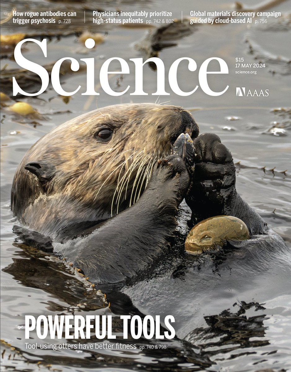 10 years in the making - my last PhD chapter is finally published! Check out our work investigating the biomechanical and energetic benefits of tool use in sea otters out in @ScienceMagazine! science.org/doi/10.1126/sc…
