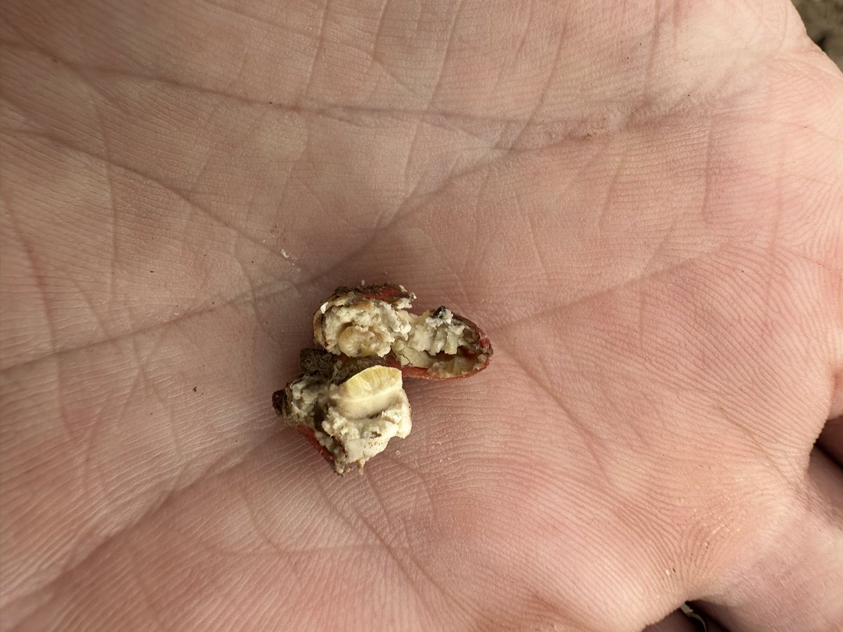 willoliver88's tweet image. Frit fly nibbling away at some maize.  But on the whole it’s looking good.