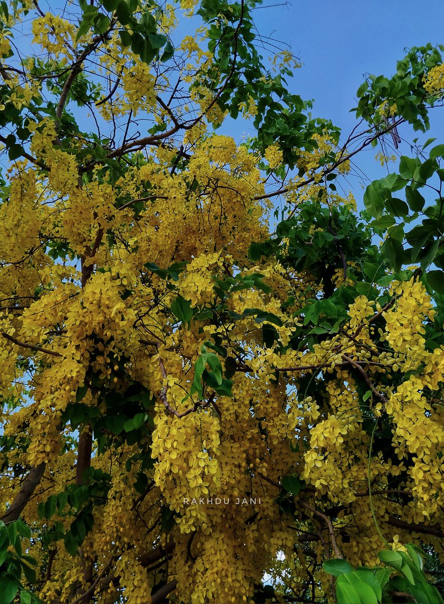 Share something yellow from your gallery. 📷: Amaltas (Cassia fistula) bloom from Indian summers, Rajkot Gujarat. ગરમાળો.