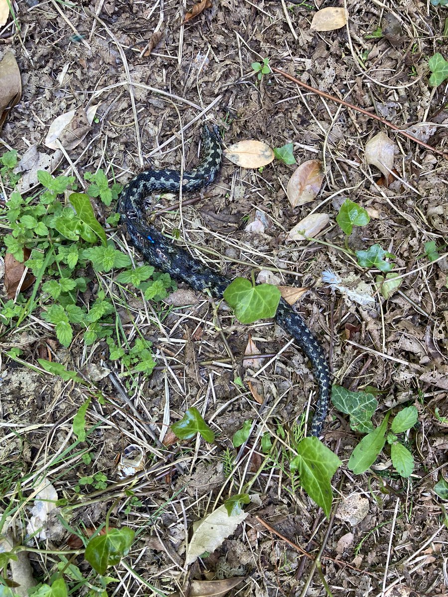 JontBont tweet media