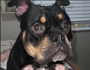 #LOST #DOG ZENO 
Adult #Male #FrenchBulldog Black & Tan #Neutered 
#Missing from Tavistock Road nr Derriford Hospital #PL6 South West
Wed 15th May 2024
Zeno ran from a RTA & is Scared 
DO NOT CALL APPROACH OR ATTEMPT TO GRAB 
#DogLostUK #Lostdog #ScanMe 

doglost.co.uk/dog/192218